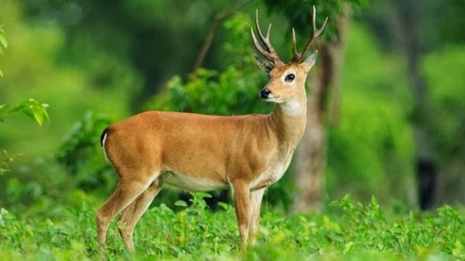 deer-05